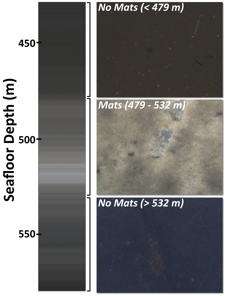 Deep Sea Bacterial Takeover The Current